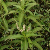 Persicaria barbata (L.) H.Hara